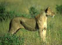 Kenya 1999