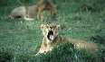 Lioness