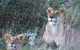 Lions