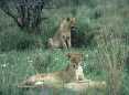 Lions