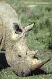 White Rhino