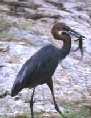 Stork