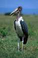 Maribou Stork