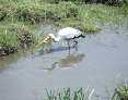Stork